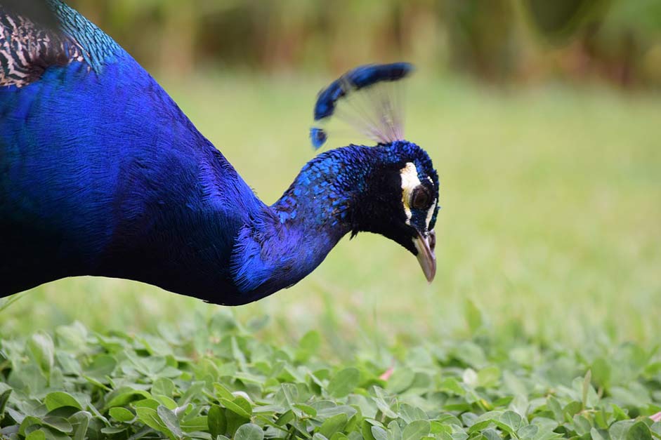 Beauty Blue Guatemala Peacock