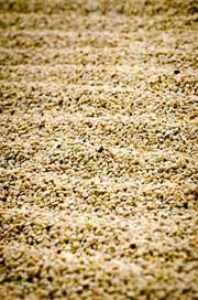 Coffee  Guatemala-Coffee Coffee-Drying Picture