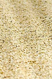 Coffee  Guatemala-Coffee Coffee-Drying Picture