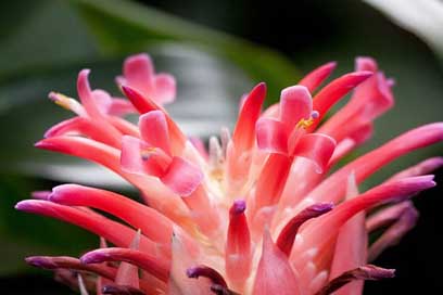 Coussapoa-Villosa Red Inflorescence Flower Picture