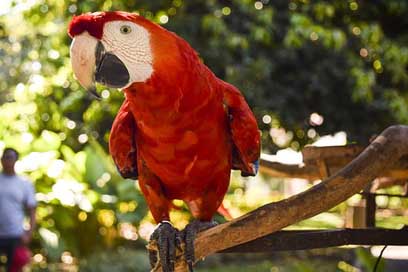 Animal Ave Nature Macaw Picture