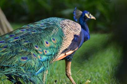 Peacock Beauty Blue Guatemala Picture