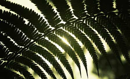 Leaves Autumn Sun Nature Picture