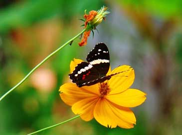 Daisy Flower Yellow Butterfly Picture