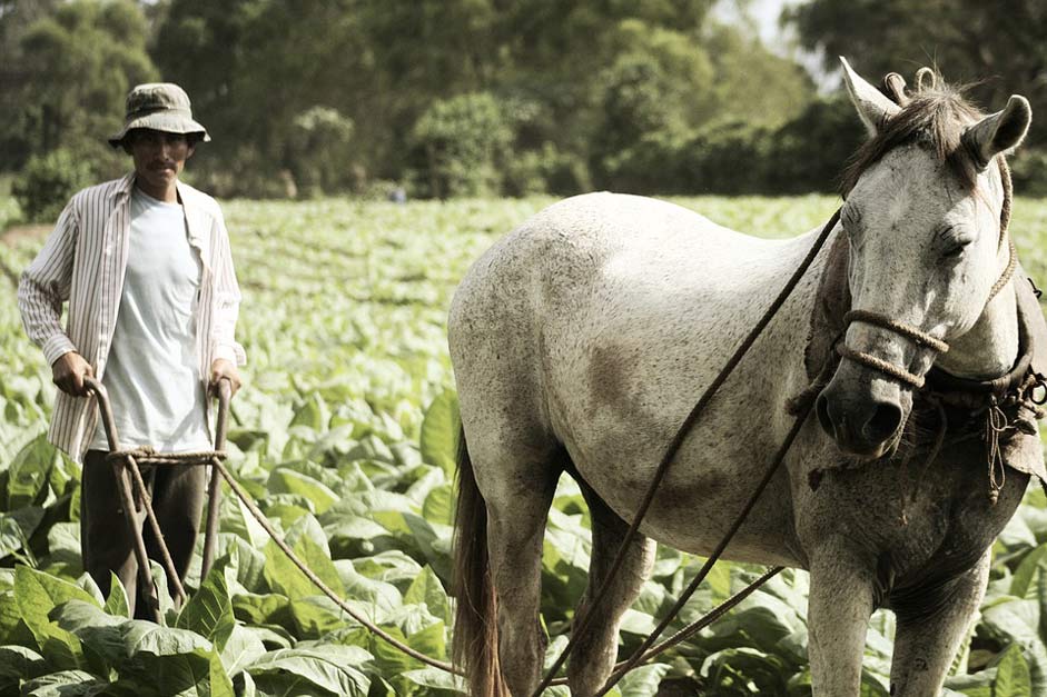 Horse Farmer Farm Tobacco