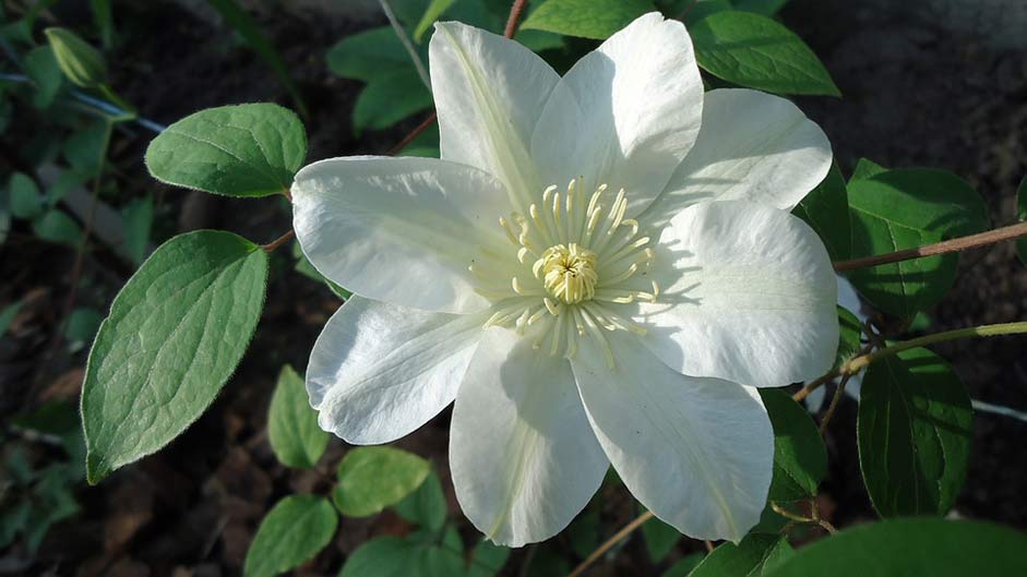  Cream Guernsey Clematis