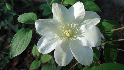Clematis  Cream Guernsey Picture