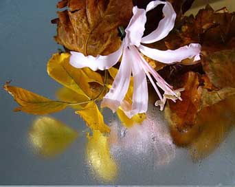 Nerine-Sarniensis Blossom Reflection Guernsey-Lily Picture