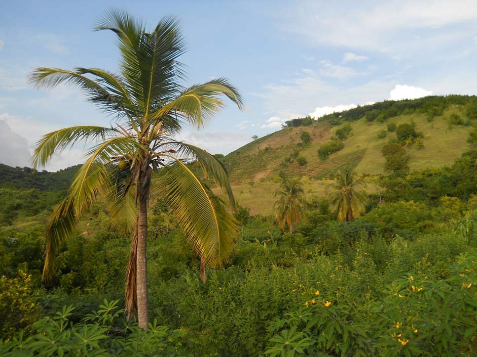 Plants Mountains Landscape Haiti