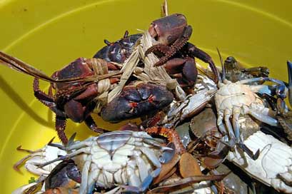 Crabs Seafood Shellfish Haiti Picture