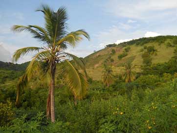Haiti Plants Mountains Landscape Picture