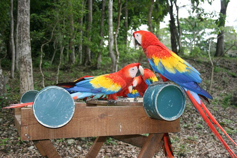  Central-America Honduras Parrot