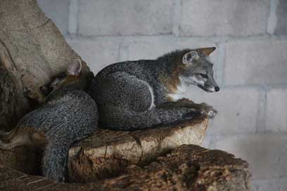 Animals  Honduras Foxes Picture