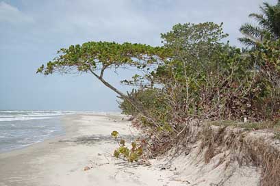 Honduras Sea Shore Beach Picture