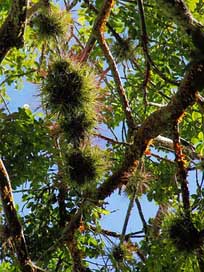 Honduras Suspension Branches Epiphyte Picture