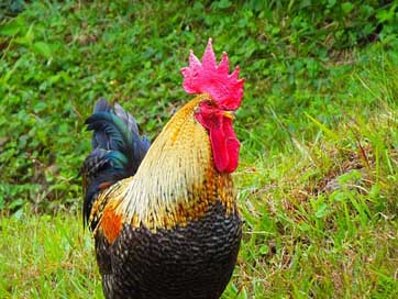 Gallo Animals Valledeangeles Honduras Picture