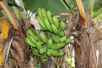 Honduras Rural Bananas Green-Bananas Picture