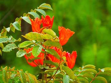 Hibiscus Nature Honduras Flowers Picture