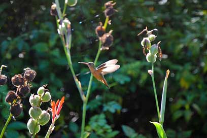 Hummingbird Bird Birds Honduras Picture