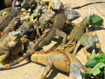 Iguanas Roatan Iguana Animals Picture