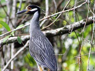 Honduras Fly Bird Jungle Picture