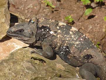Iguana Reptile Lizard Roatan Picture