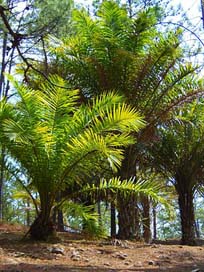 Palm-Trees Valley-Deangeles Honduras Forest Picture