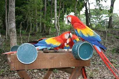 Parrot  Central-America Honduras Picture