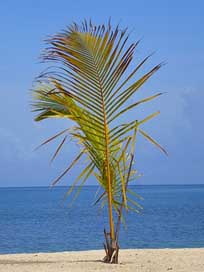 Honduras Central-America Bay-Island Roatan Picture