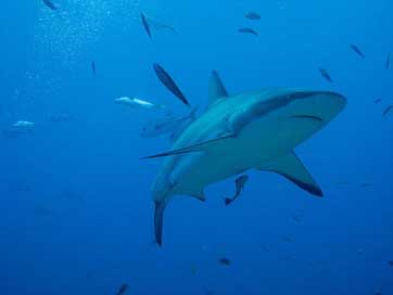 Honduras Sea Shark Roatan Picture