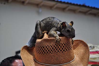 Squirrel Valley-Of-Angels Honduras Man-With-Squirrel Picture