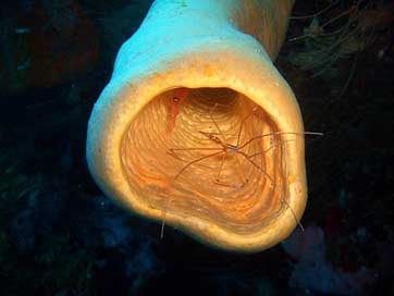 Sea Sponge Underwater Shrimp Picture
