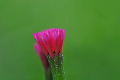 Wild-Flower  Santa-Lucia Honduras Picture