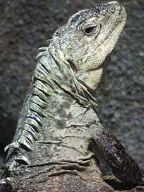 Utila-Iguana Animal Wildlife Reptile Picture