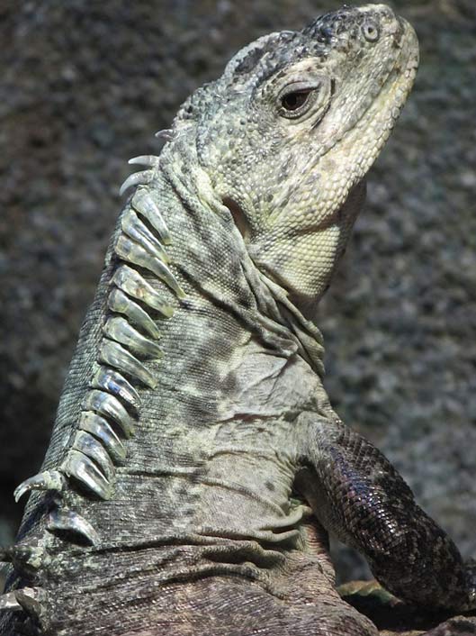 Animal Wildlife Reptile Utila-Iguana