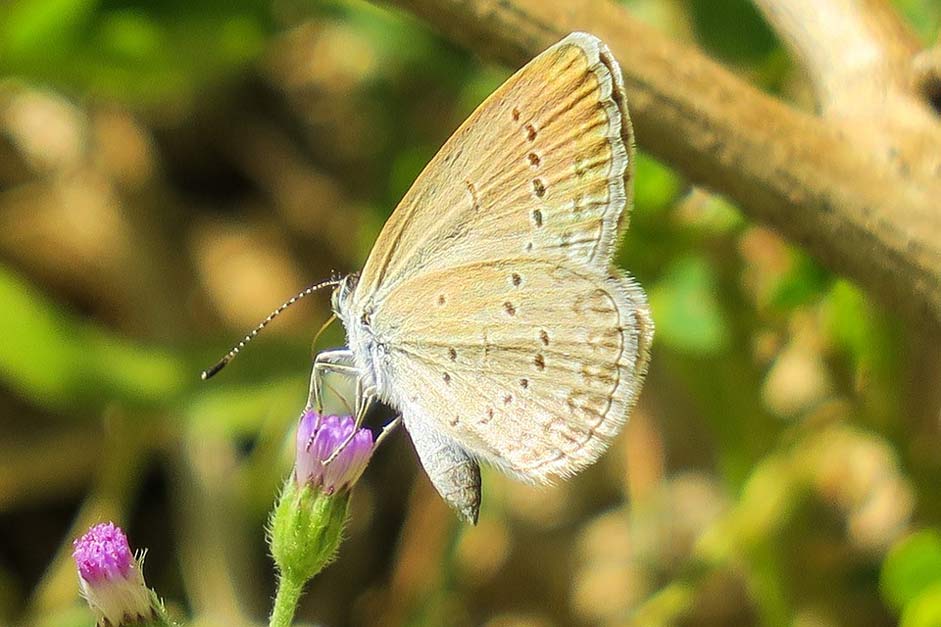 Beautiful Summer Natural Butterfly