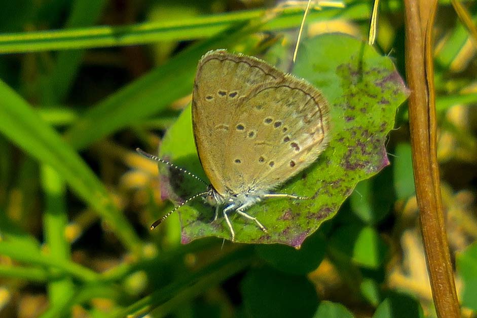 Beautiful Summer Natural Butterfly