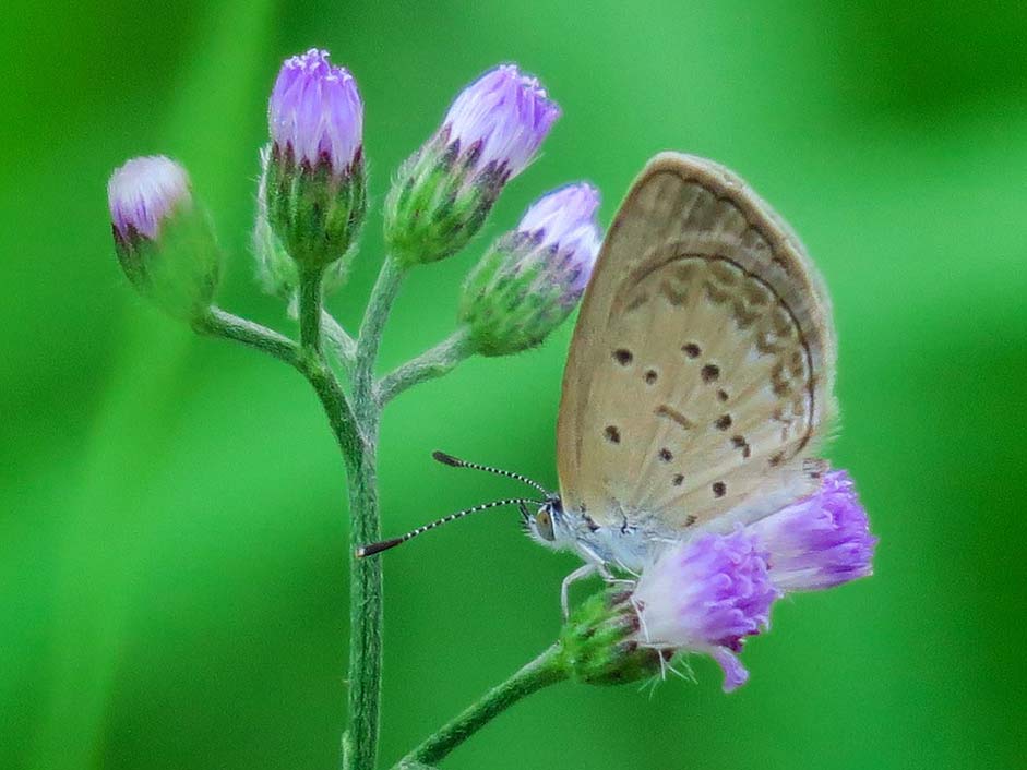 Beautiful Summer Natural Butterfly
