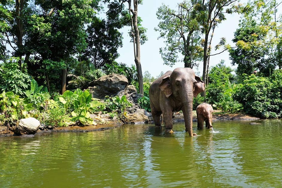 Pond Summer China Elephant