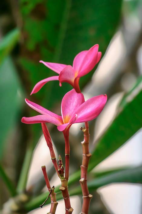 Flowering Summer Natural Flower