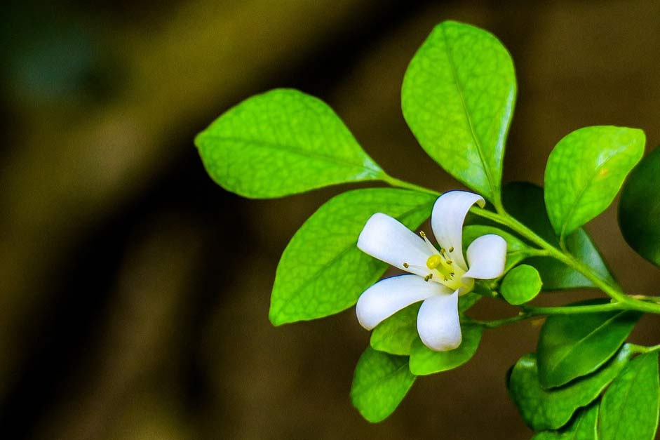 White Natural Flower Guri-Incense