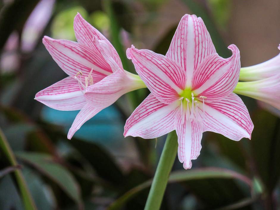 Petal Plant Amaryllis Hong-Kong