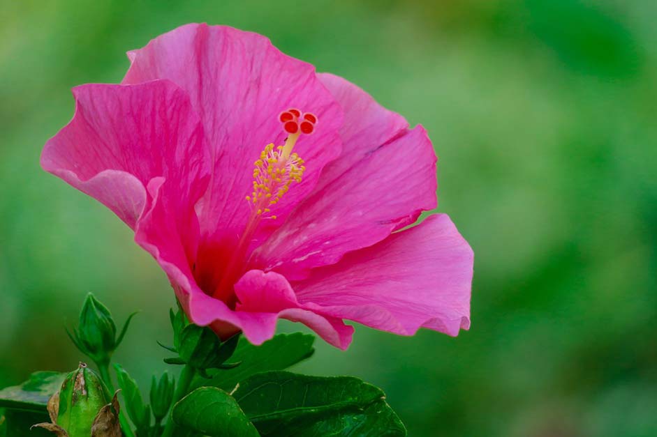 Petal Plant Hibiscus Hong-Kong