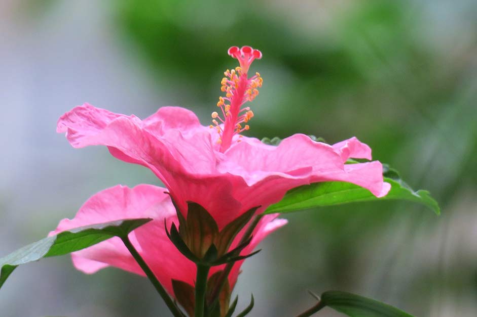 Petal Plant Hibiscus Hong-Kong