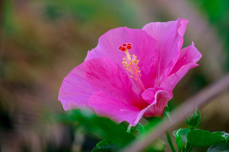 Petal Plant Hibiscus Hong-Kong