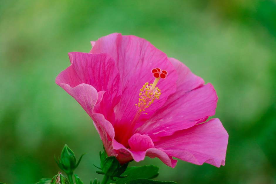 Petal Plant Hibiscus Hong-Kong