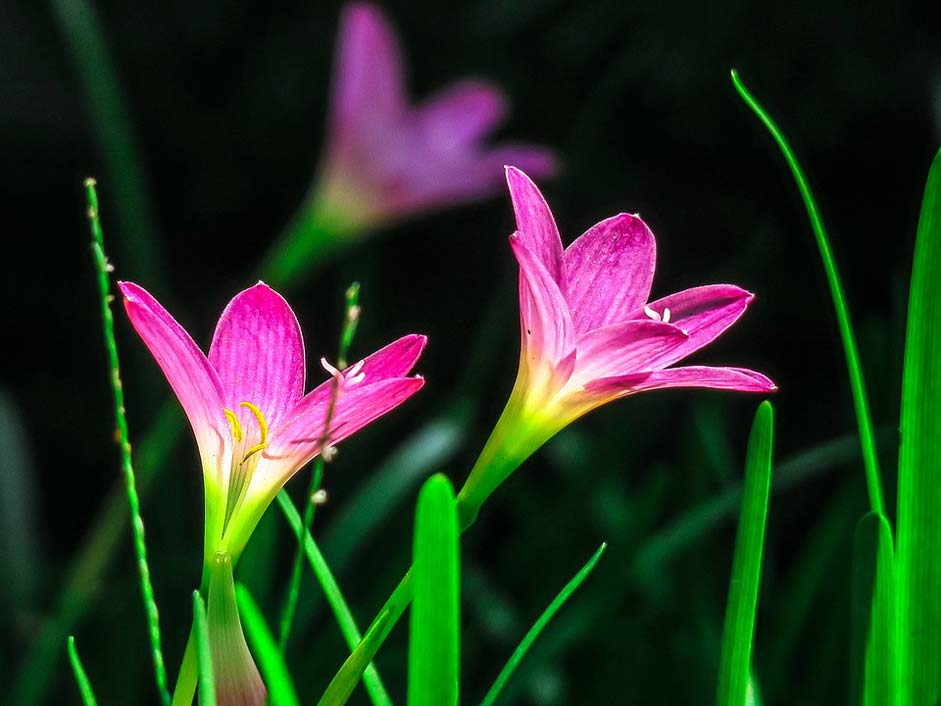 Color Petal Plant Hong-Kong