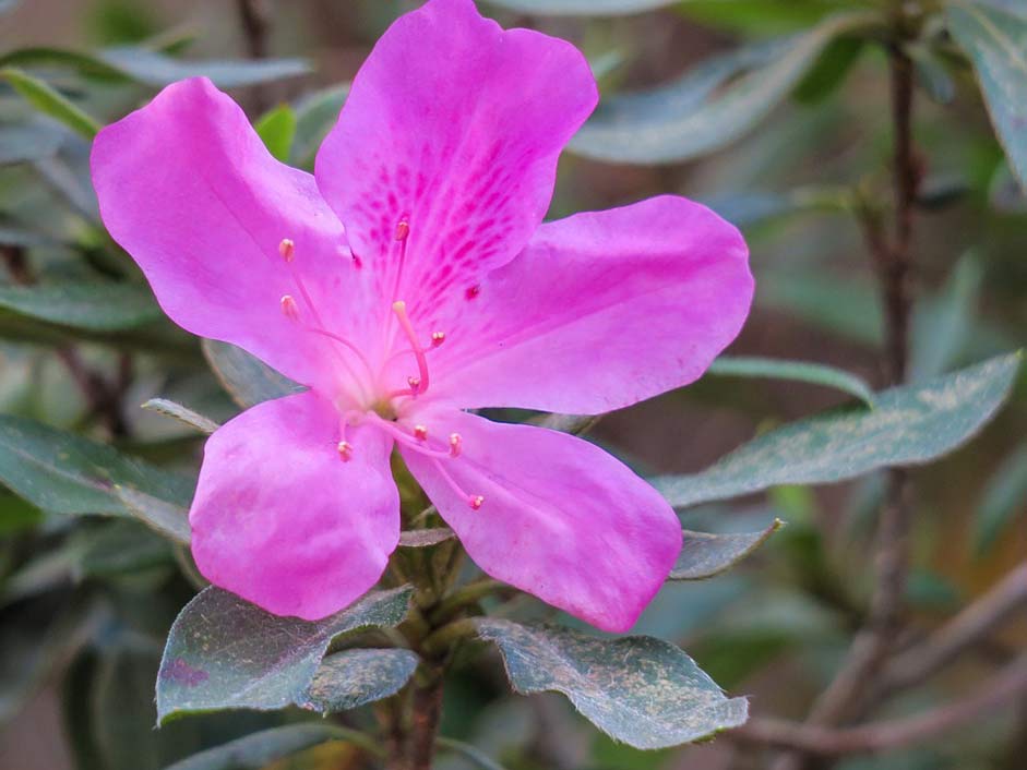 Petal Plant Rhododendron Hong-Kong