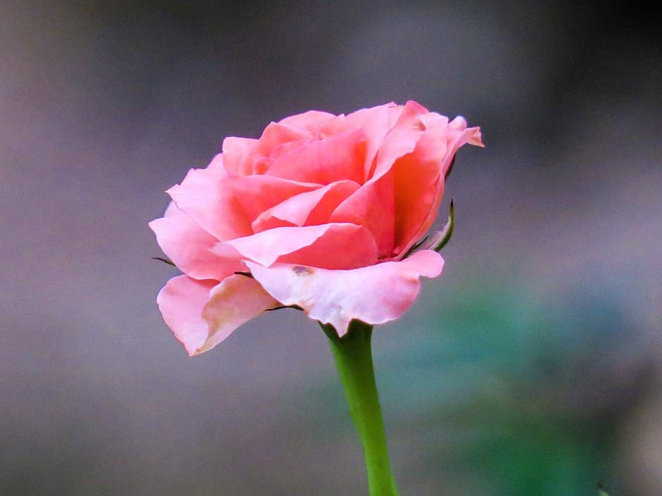 Petal Plant Rose Hong-Kong