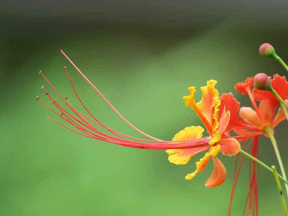 Plant Leaf Flower Nature